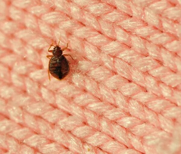 Learn how to identify bed bugs from Active Pest Control in Atlanta GA & Knoxville TN metros and surrounding areas