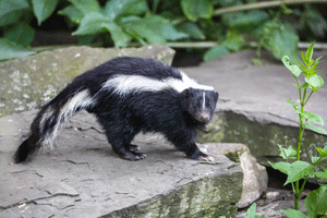 Skunk Trapping & Removal in your area