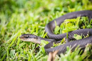 Snake Trapping & Removal in your area