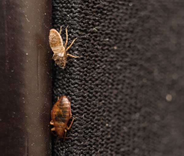 Learn how to identify bed bugs from Active Pest Control in the Atlanta GA metro and surrounding areas