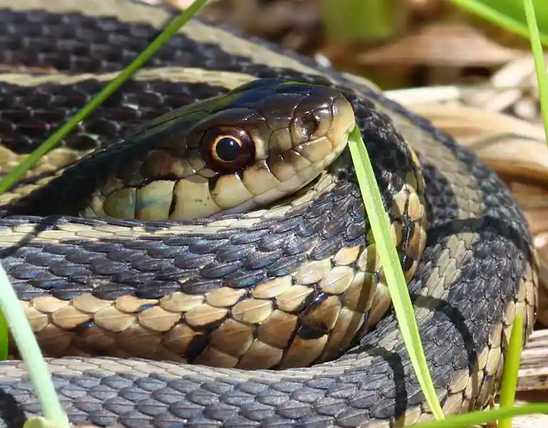 Snake coiled up in tall grass and foliage