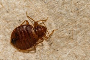 A close up of a Common Bed Bug found in Atlanta GA