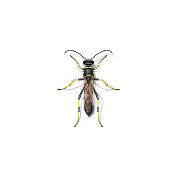 Mud dauber information and control  - Active Pest Control