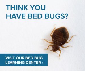 Learning Center bed bug graphic with text (Think you have bed bugs? Visit our bed bug learning center) and a closeup of a bed bug