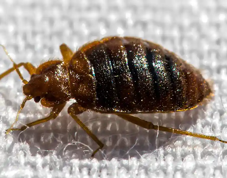 Closeup of a bed bug walking on linen | Active Pest Control serving Georgia