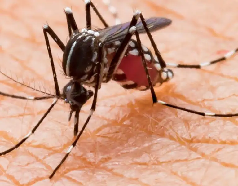 Closeup of a mosquito biting a person's hand | Active Pest Control serving Georgia