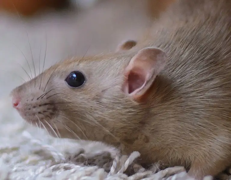 Mouse scrawling over a white shag carpet | Active Pest Control serving Georgia