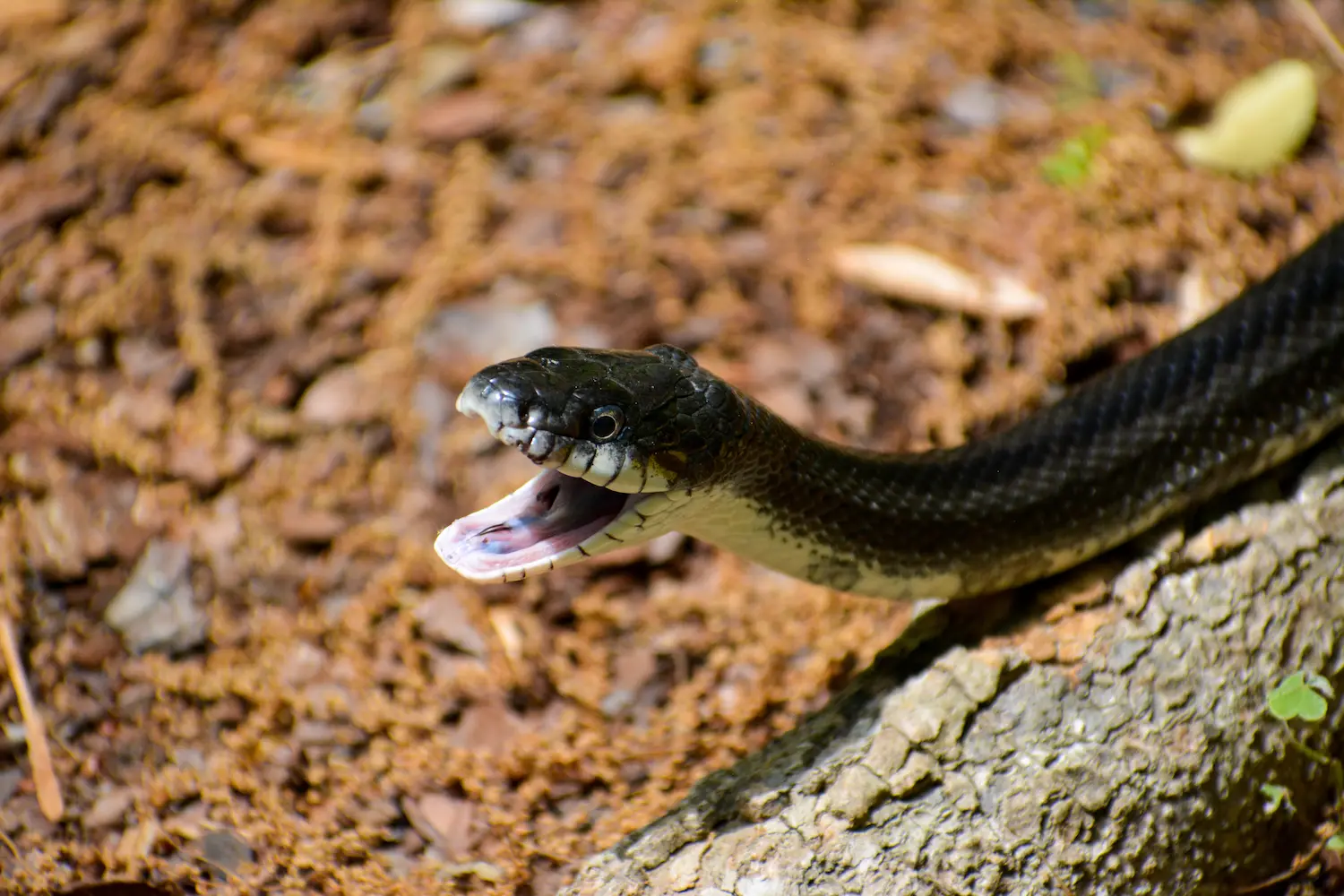 SnakeRepellent in your area