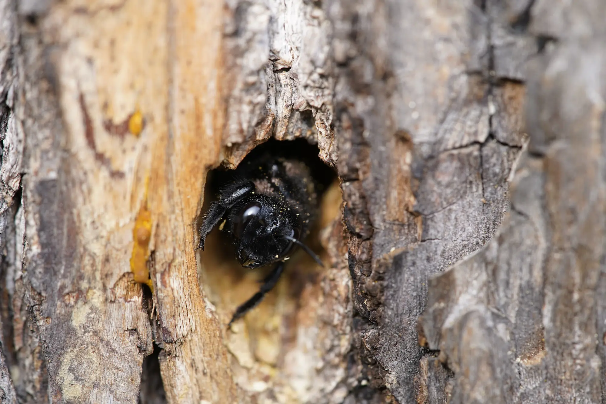 What Damage Can Carpenter Bees Cause? in your area