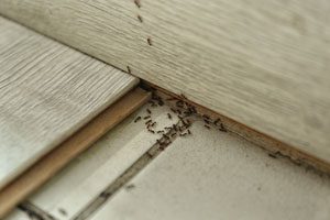 When to Call anAnt Exterminator in your area