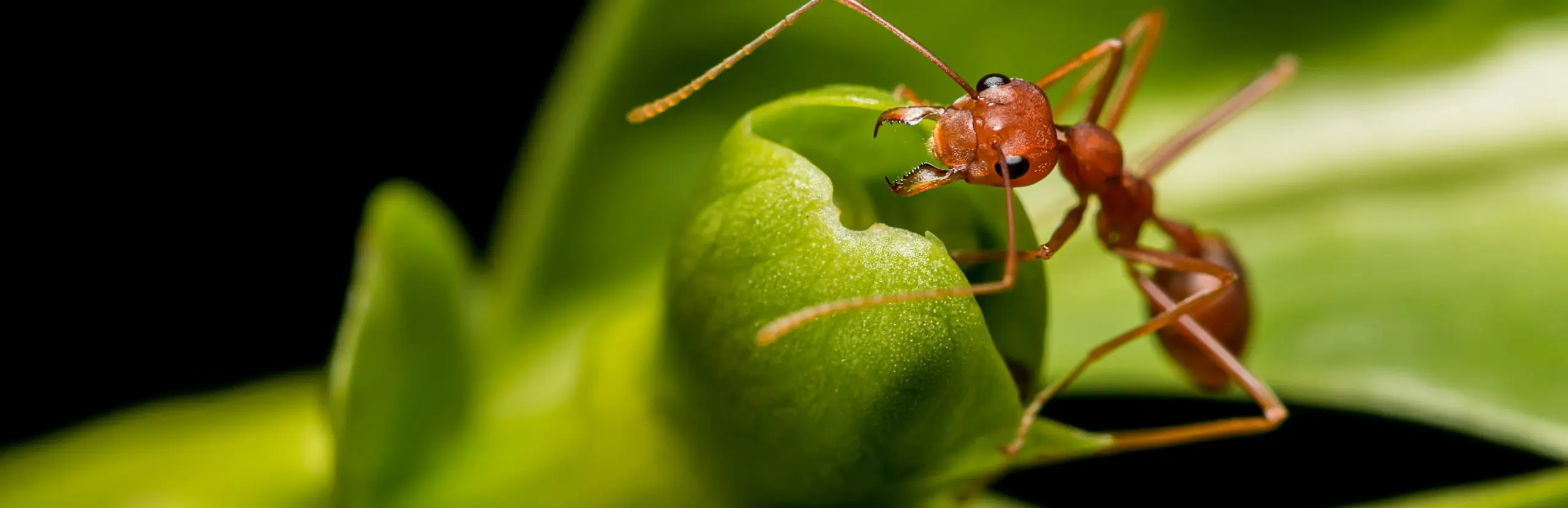 Closeup of ant ant on a leaf | Active Pest Control serving Georgia