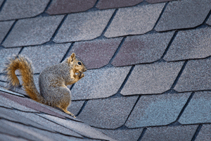 Squirrel Trapping & Removal in your area