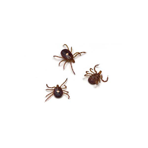 Lone star tick identification  - Active Pest Control