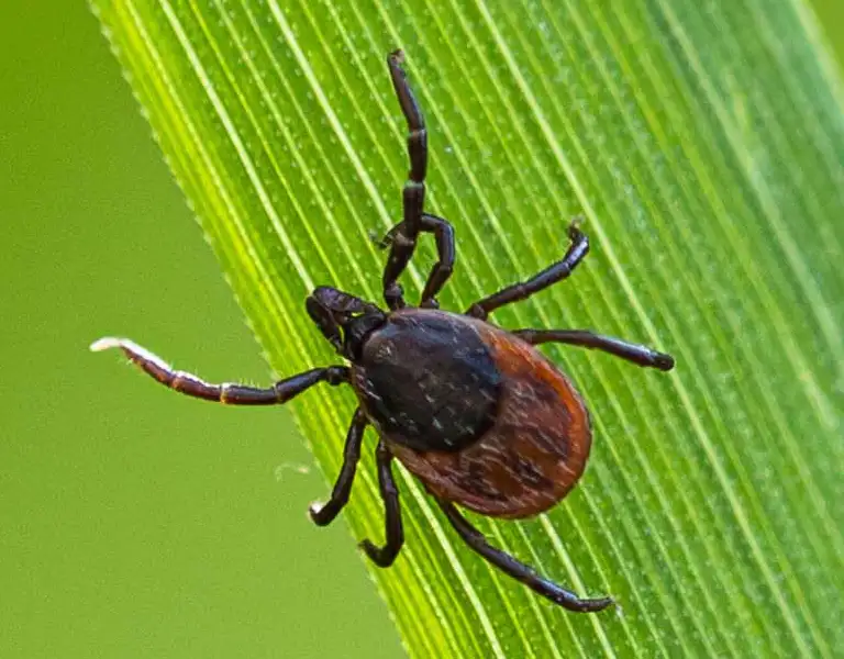 Closeup of a tick on a blade of glass | Active Pest control serving Georgia