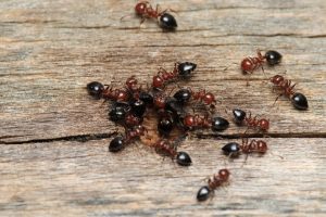 carpenter ants, one of the most common ant species in georgia, burrowing into a piece of wood