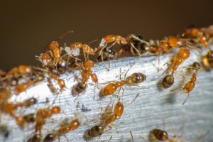 pharaoh ants, one of the most common ant species in Georgia, searching for their next food source in home