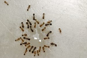 group of argentine ants, one of the most common types of ants in georgia, gathered around small moisture pool drinking water