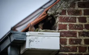 house in need of rodent and wildlife exclusion as squirrels can enter under eaves