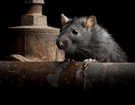 Rodent control methods - Active Pest Control