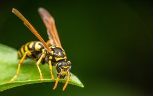 Wasp attracted by sweet smelling leaf of lilac flowers below on property in gadsden georgia
