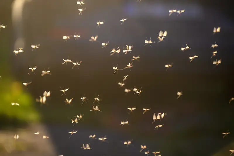 Swarm of mosquitos in an open field