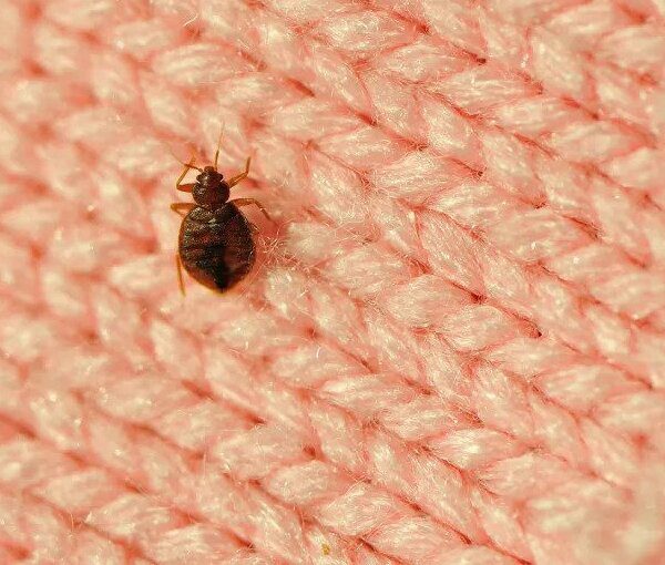 bedbug-closeup Learn how to identify bed bugs - Active Pest Control