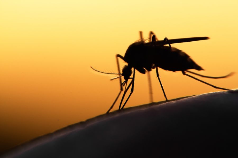 mosquito close up and sunset Are mosquitoes attracted to light - Active Pest Control
