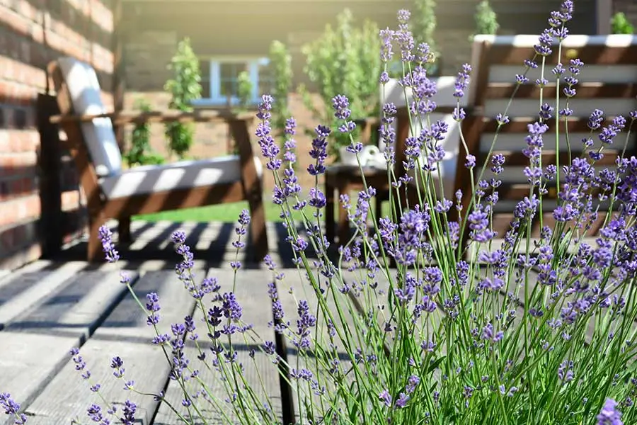 lave-moz Close-up of blooming lavender with a blurred patio featuring cushioned wooden chairs and a brick wall in the background.
