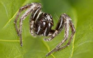 A wolf spider found in Atlanta GA - Active Pest Control, Allgood Pest Solutions