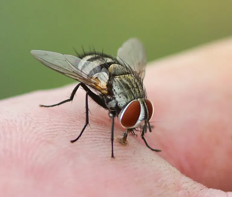 Closeup of a fly on a hand | Active Pest Control serving Georgia