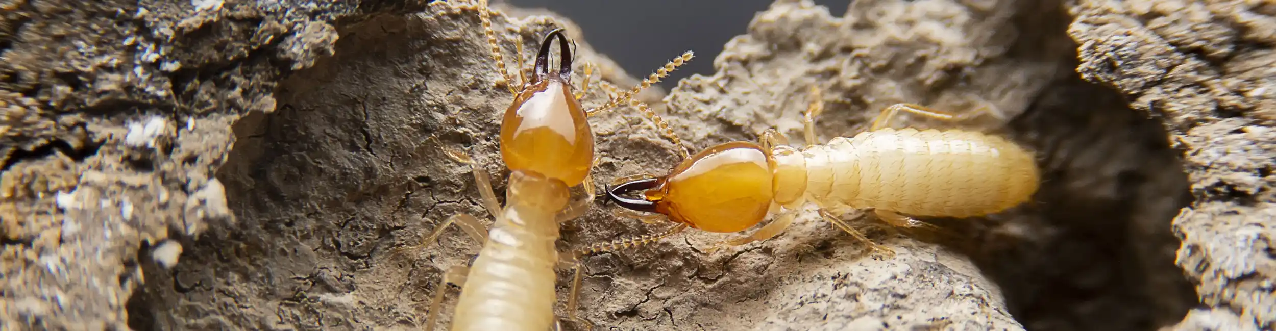 Closeup of termites crawling over damaged wood | Active Pest Control serving Georgia