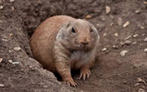 A gopher seen in Atlanta GA - Active Pest Control