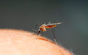 Mosquito biting a person in georgia with unknown risks about mosquito-borne disease transmission possibility