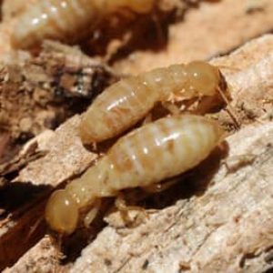 When to Call aTermite Exterminator in your area