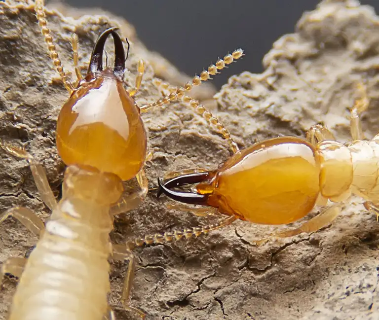 Closeup of termites crawling over damaged wood | Active Pest Control serving Georgia