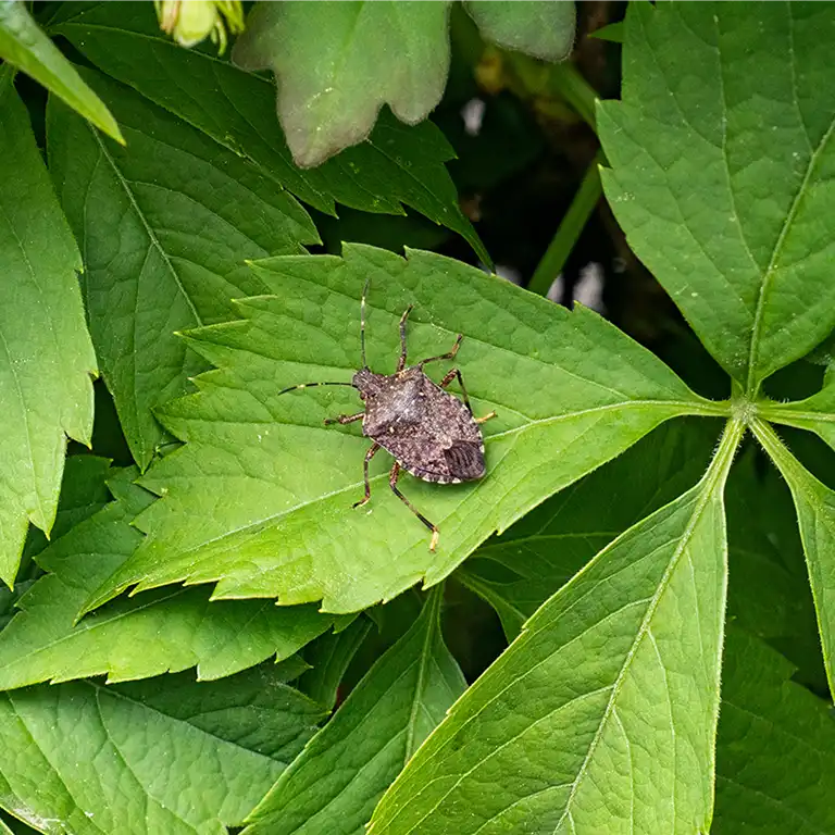 Stink bug crawling on a leaf, extermination services provided by Active Pest Control in Georgia