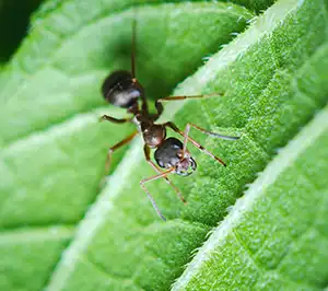 Ant Identification in your area