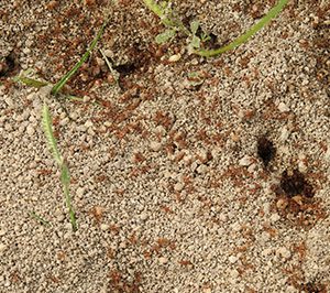 Fire ant mound in augusta georgia area backyard before our fire ant treatment works its magic