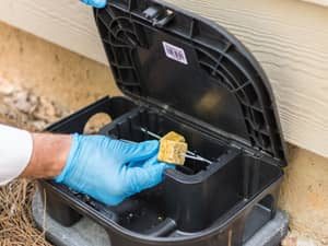 When to Call aRodent Exterminator in your area