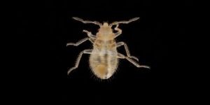 Bed bug nymph