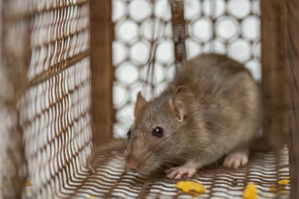 Rodent-1 Rodent Treatment in Georgia - Active Pest Control