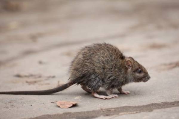 Rodent-2 Rodent Identification in Georgia - Active Pest Control
