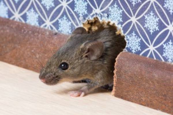 Rodent-3 Rodent Exclusion in Georgia - Active Pest Control