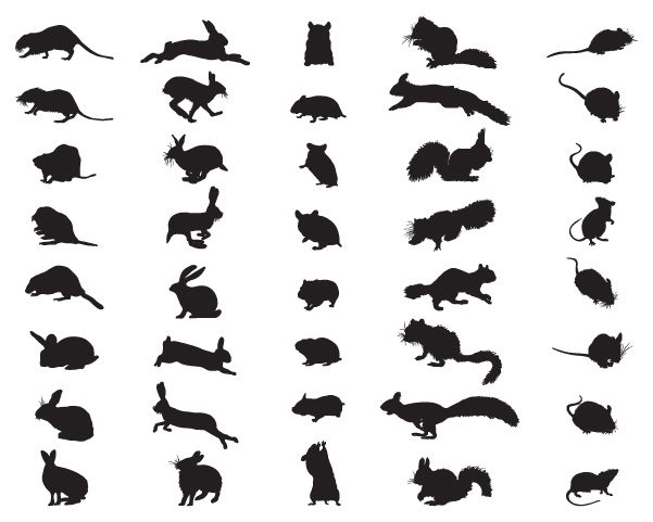 Types of rodents in Georgia - Active Pest Control