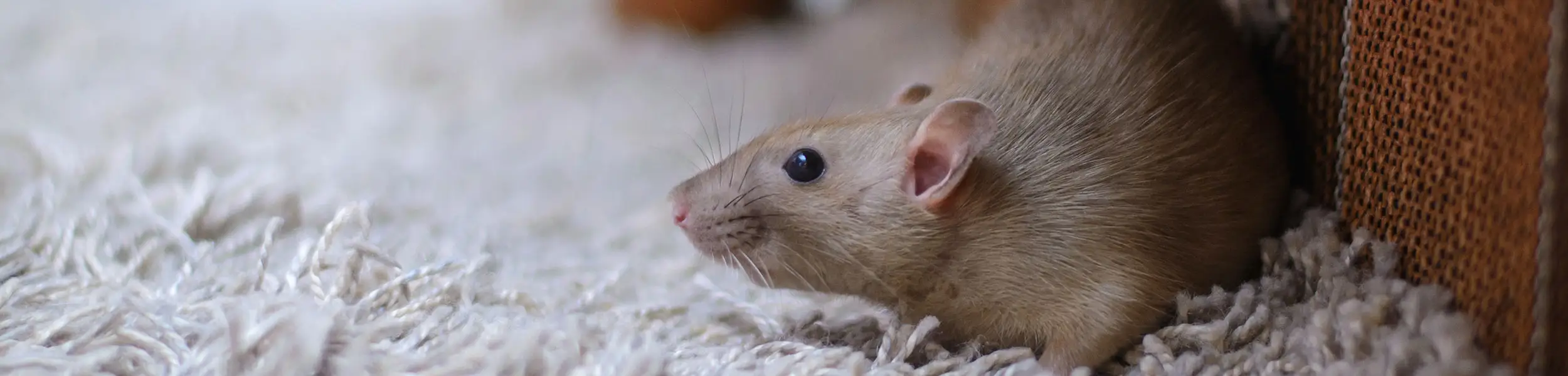 Mouse scrawling over a white shag carpet | Active Pest Control serving Georgia