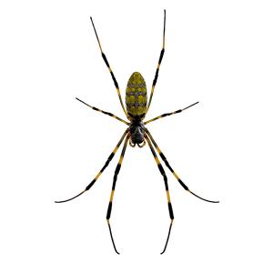 Joro spider identification - Active Pest Control