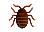 Bed Bug Extermination control and removal by Active Pest Control in Georgia and Tennessee