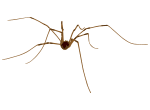 Spider Extermination control and removal by Active Pest Control in Georgia and Tennessee