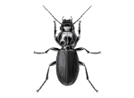 Beetle Extermination control and removal by Active Pest Control in Georgia and Tennessee