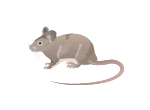 Mice and rat Extermination removal and control by Active Pest Control in Georgia and Tennessee